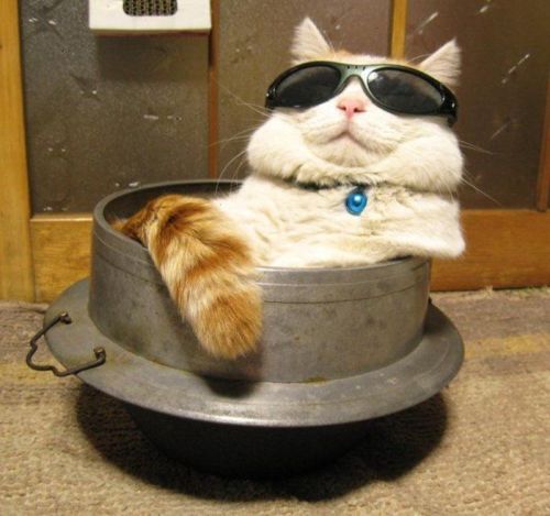 kucing pakai kacamata sunglasses